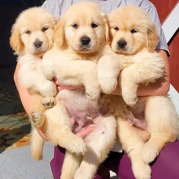 golden retriever en adopción.