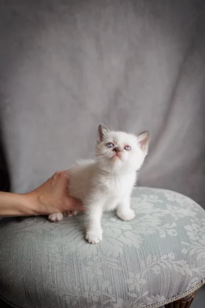 gattini  | Foto 4