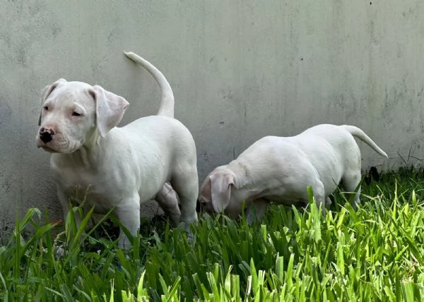 Splendidi cuccioli di Dogo Argentino