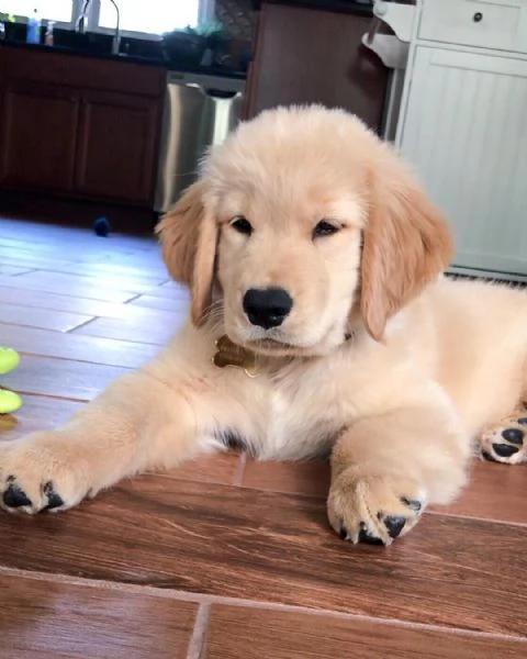 Golden retriever  | Foto 0
