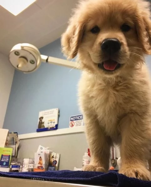 Cuccioli di razza golden retriever disponibili per adozione | Foto 0