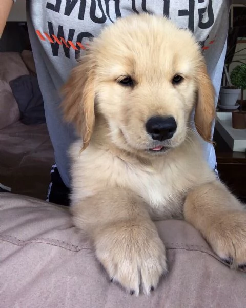 Golden Retriever  | Foto 1