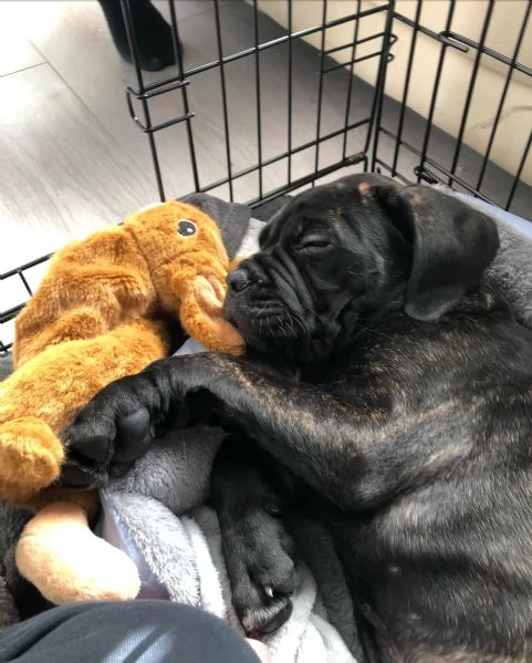 cuccioli di Cane Corso