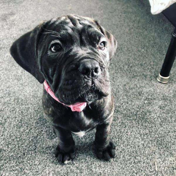 cuccioli di Cane Corso | Foto 1