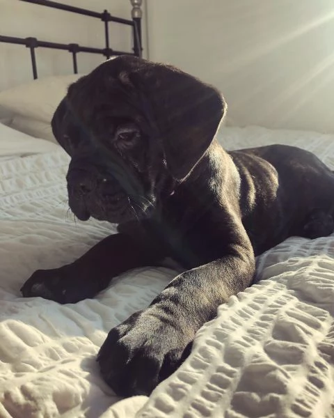 cuccioli di Cane Corso | Foto 0