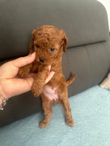 Cuccioli di barboncino in adozione