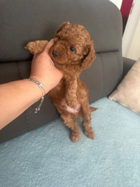 Cuccioli di barboncino in adozione | Foto 2