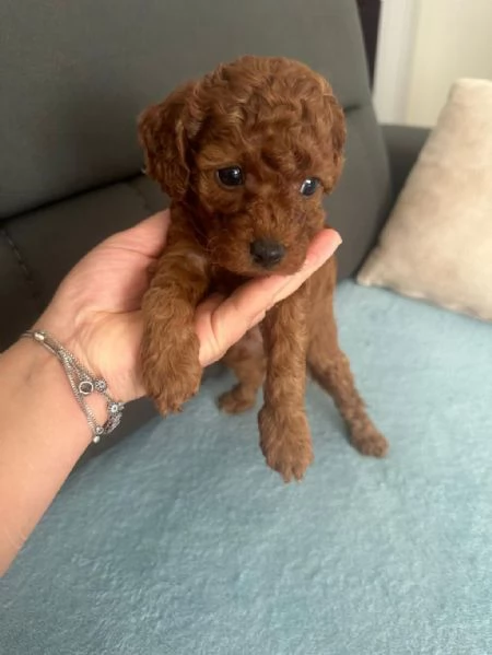 Cuccioli di barboncino in adozione | Foto 2