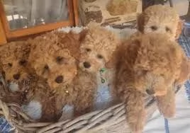 adorabili cuccioli di barboncino per la migliore casa,