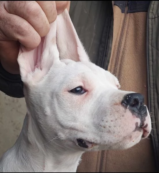 Disponibili cuccioli di dogo Argentino!! | Foto 0