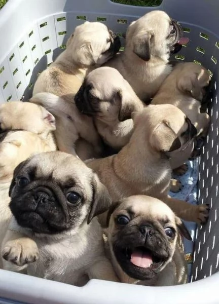 Cuccioli di carlino regalo | Foto 2