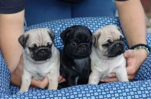 Cuccioli di carlino regalo