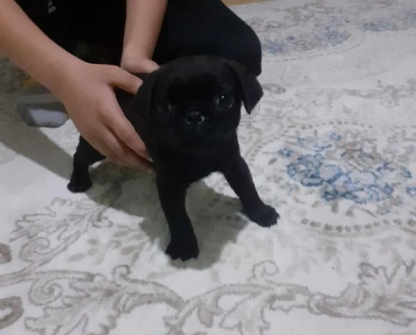 Cuccioli di carlino regalo | Foto 1