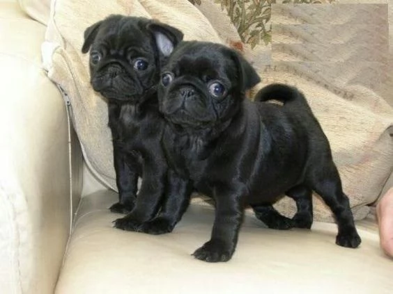 Cuccioli di carlino regalo | Foto 0