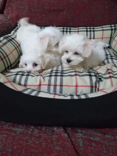 Regalo cuccioli maltesi | Foto 2