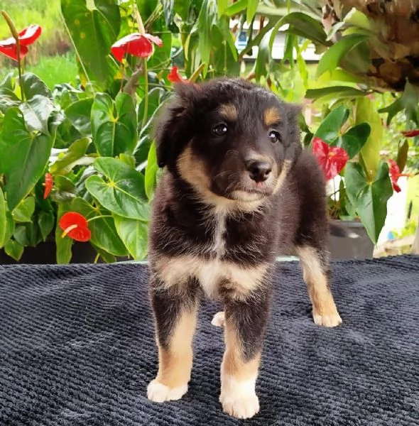Regalo cuccioli di Border Collie | Foto 0