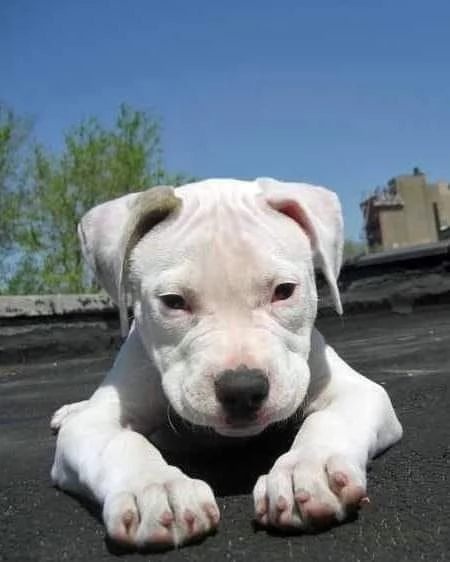 Disponibili cuccioli di dogo Argentino!!