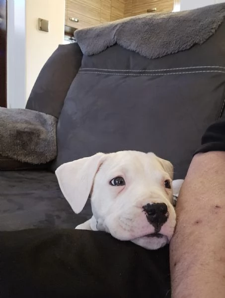 Splendidi cuccioli di Dogo Argentino!! | Foto 0