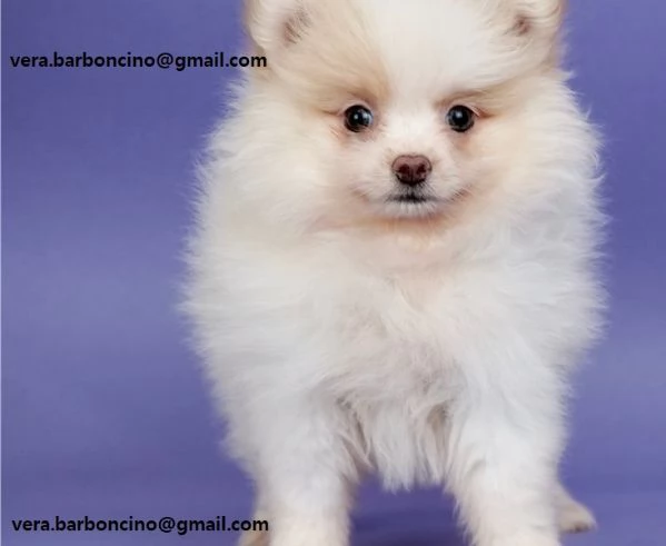 Volpino Pomerania mini toy Cuccioli di Volpino Pomerania toy rosso. hanno 3 mesi, peso attuale 1,5 k