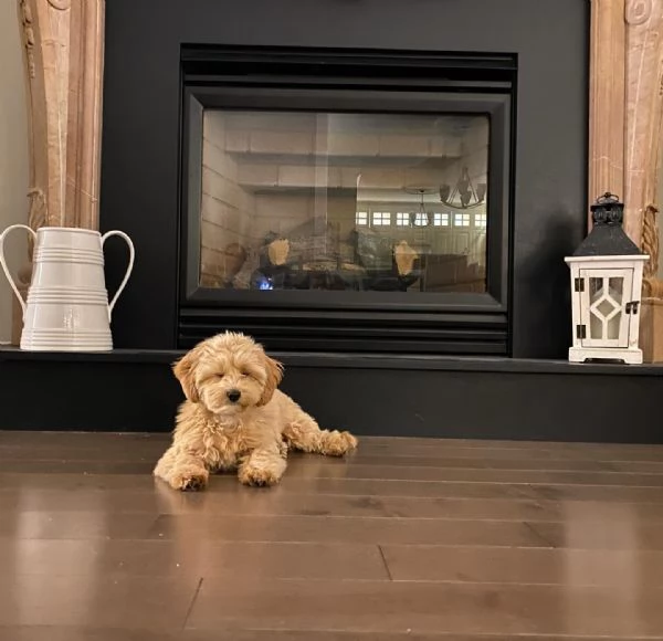 Vendita cucciolo Cucciole di barboncini toy red pedigree ENCI | Foto 1