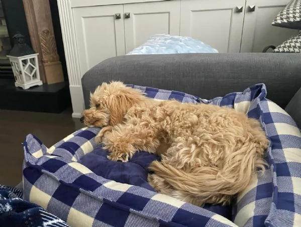  Disponibili cuccioli di barboncini toy | Foto 2
