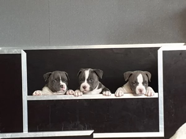 chocolate pitbullfantastici cuccioli
