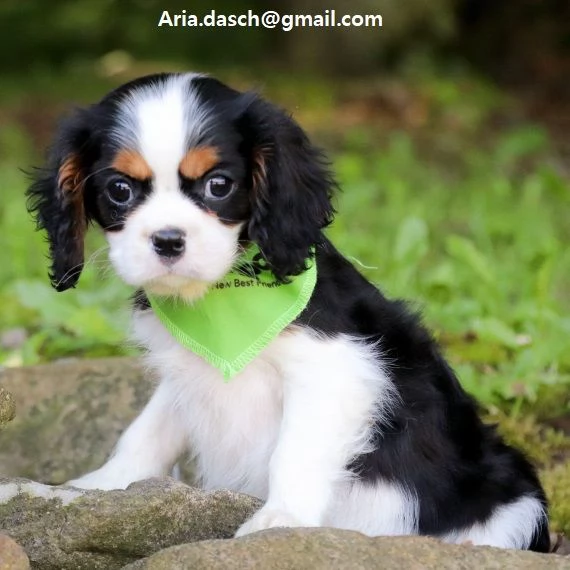 Cavalier King con pedigree Disponibile splendida femmina e maschio di razza Cavalier King femmina to