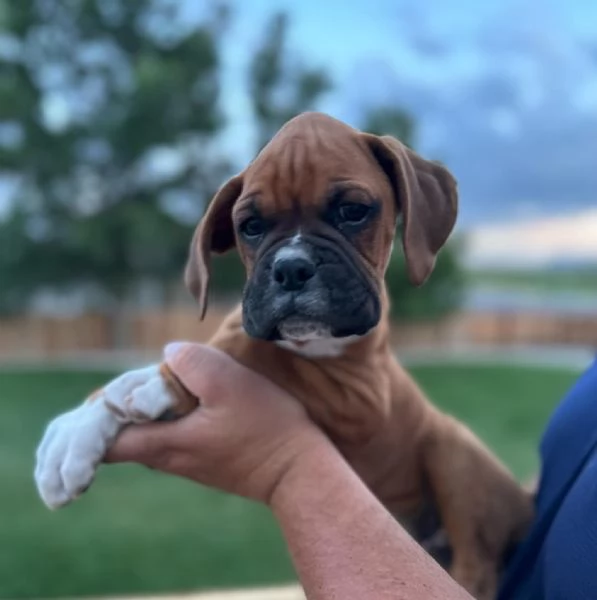 Cuccioli di Boxer di 3 mesi!!