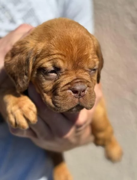 Doge di Bordeaux cuccioli | Foto 6