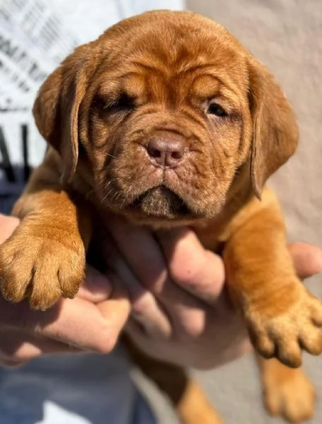 Doge di Bordeaux cuccioli