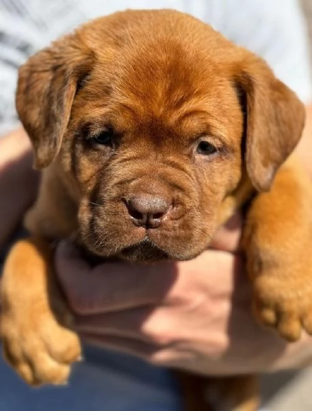 Doge di Bordeaux cuccioli | Foto 5