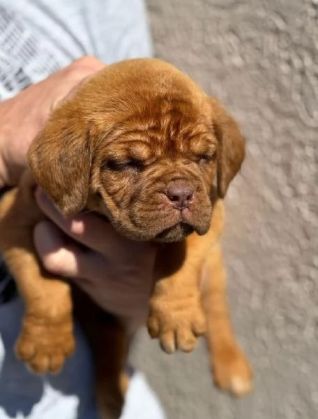 Doge di Bordeaux cuccioli | Foto 4