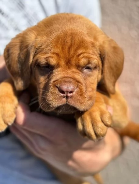 Doge di Bordeaux cuccioli | Foto 3