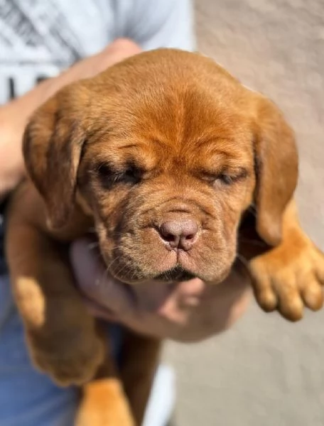 Doge di Bordeaux cuccioli | Foto 2