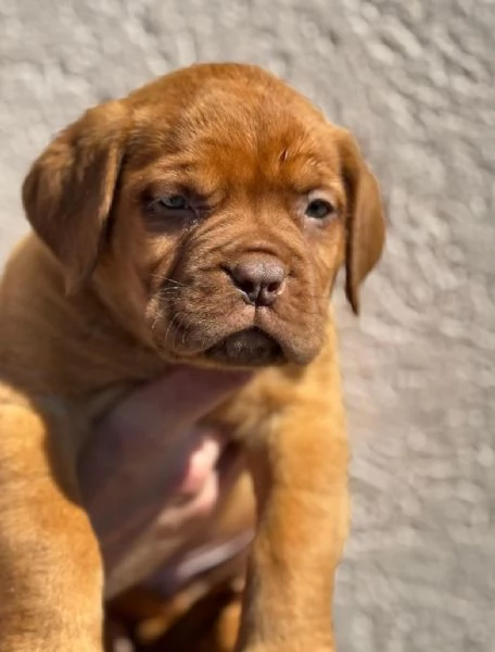 Doge di Bordeaux cuccioli | Foto 1