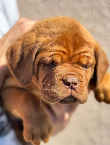 Doge di Bordeaux cuccioli | Foto 0