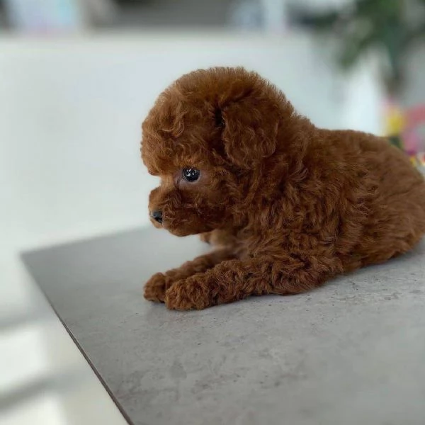 Cuccioli Barboncino toy | Foto 0