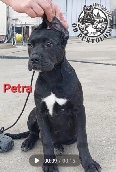 Cane Corso cuccioli in vendita | Foto 6