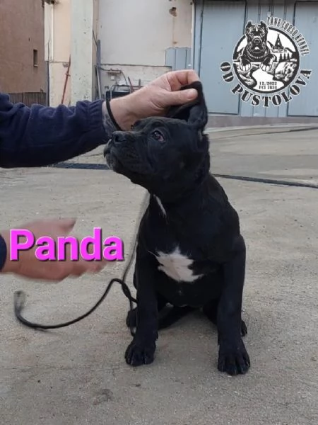 Cane Corso cuccioli in vendita | Foto 5