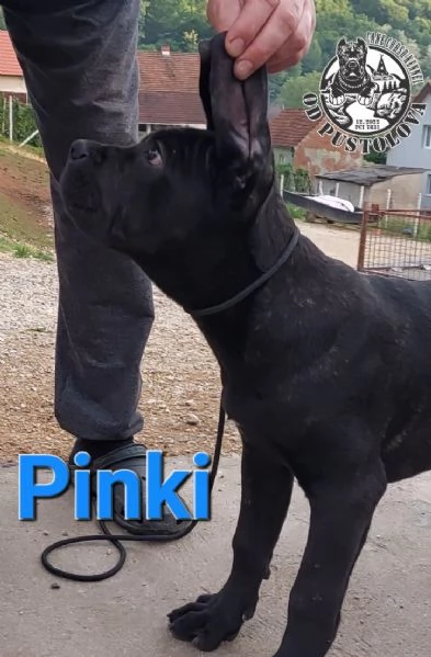 Cane Corso cuccioli in vendita | Foto 4