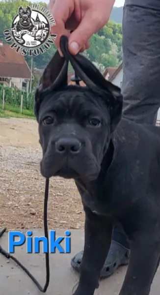 Cane Corso cuccioli in vendita