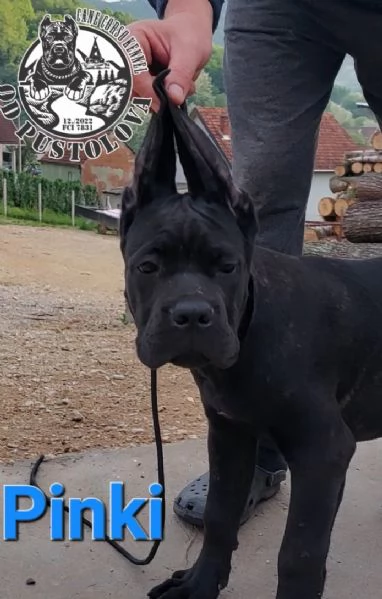 Cane Corso cuccioli in vendita | Foto 3
