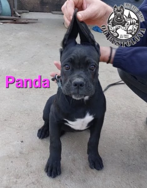 Cane Corso cuccioli in vendita | Foto 2