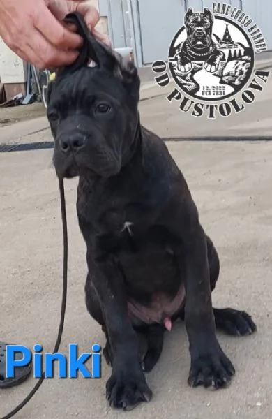 Cane Corso cuccioli in vendita | Foto 1