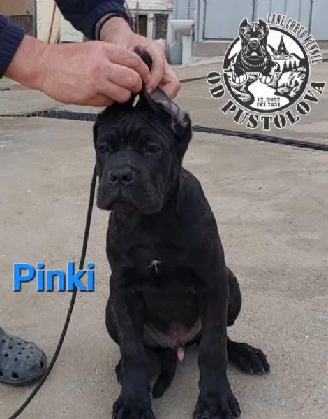 Cane Corso cuccioli in vendita | Foto 0