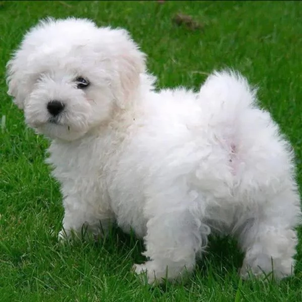 Puppies 