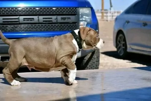 Puppy shop  | Foto 0