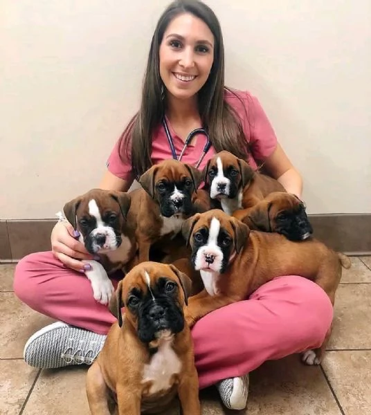 Boxer puppies  | Foto 1