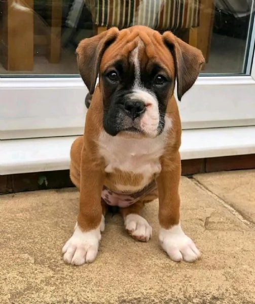 Boxer puppies  | Foto 0
