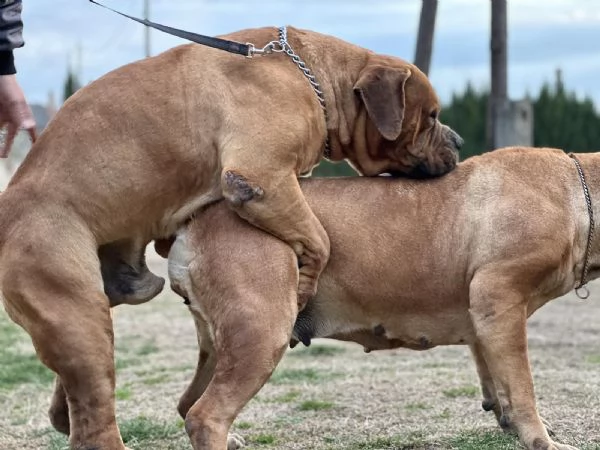 Mastino sudafricano - Boerboel cuccioli | Foto 6